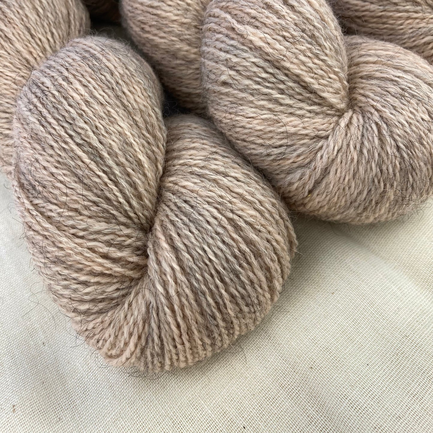 Corriedale Gotland | 7002