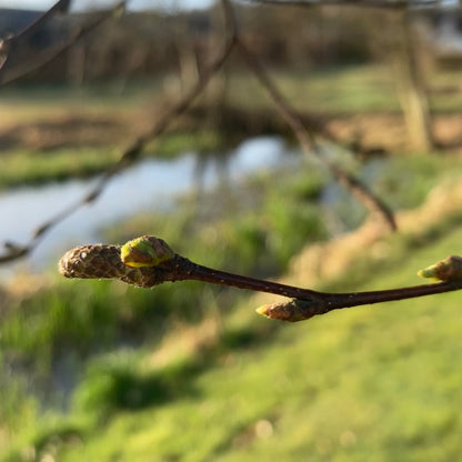 Mystery Yarn Club April 2026