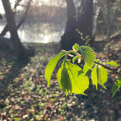 Mystery Yarn Club April 2026