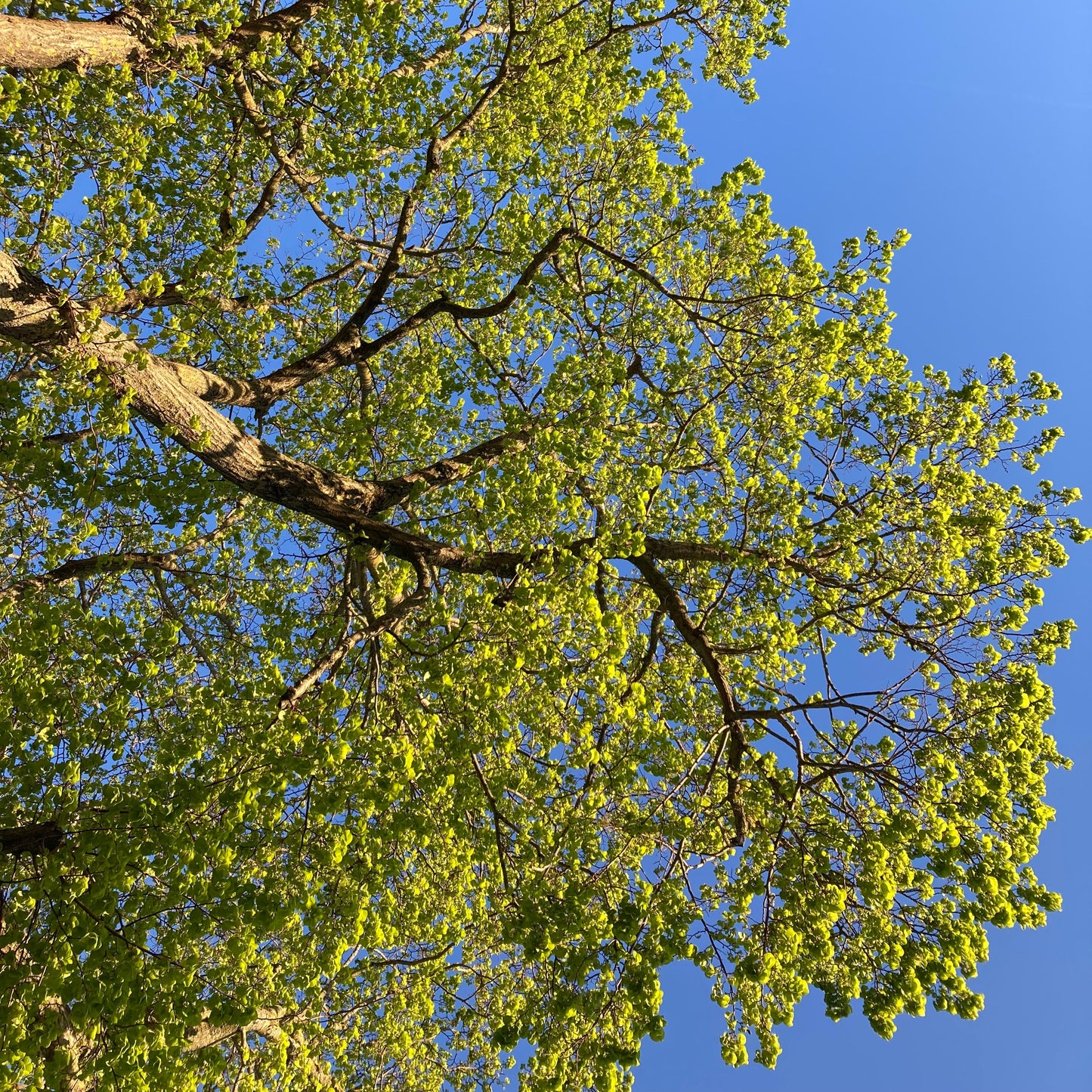 Mystery Yarn Club April 2026