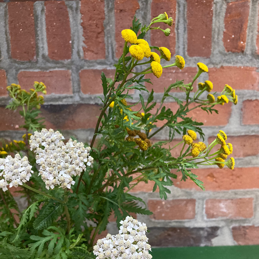 Fanø Farben Workshop