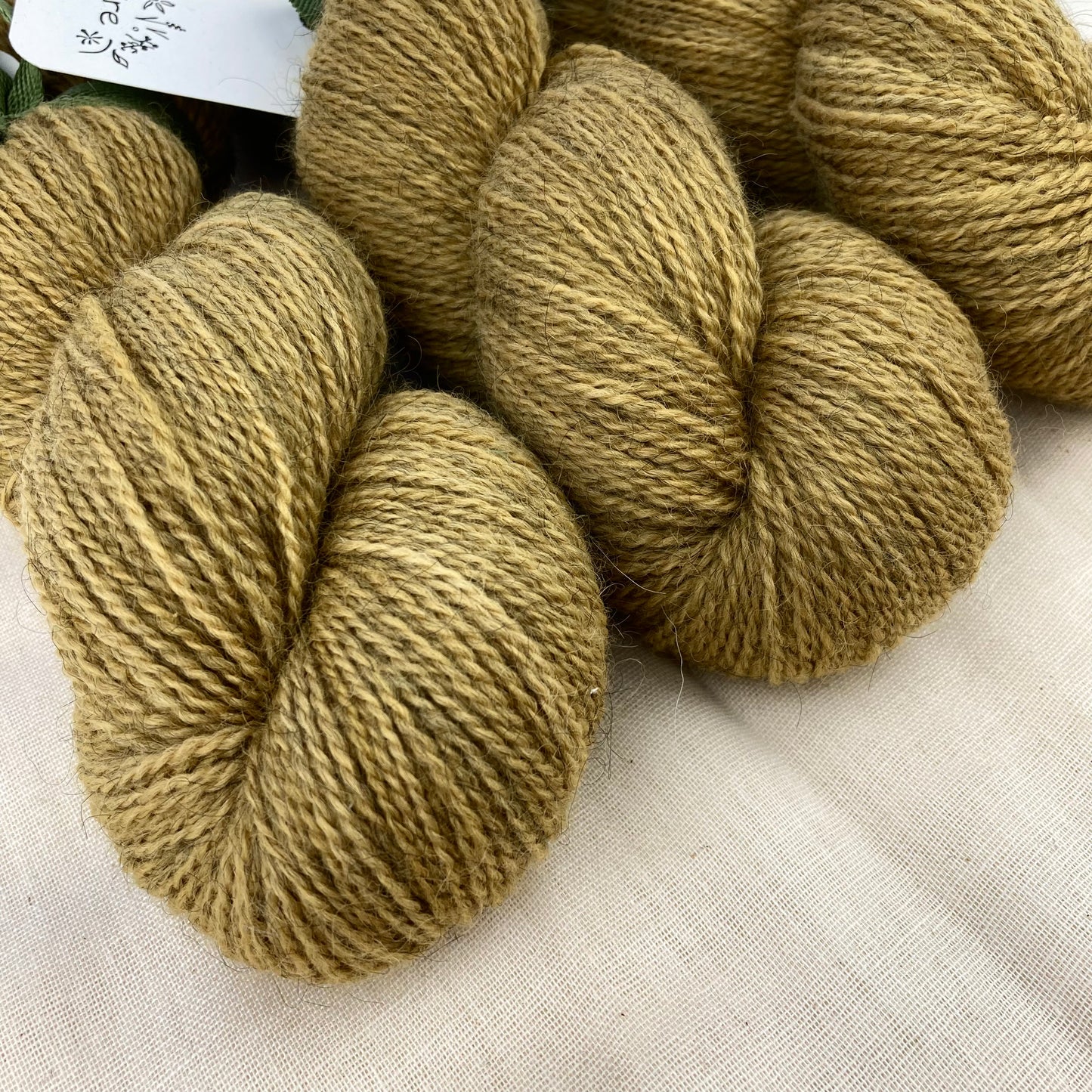 Corriedale Gotland | 8001